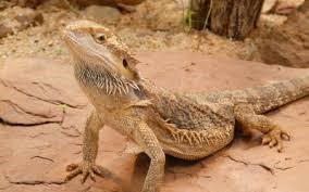 Bearded Dragon Care Guide  Long Island Avian and Exotic Vet Clinic