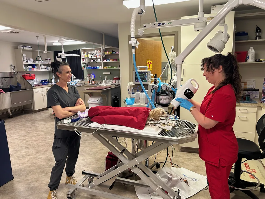 Chapel Hill Digital Radiology for Your Pet’s Care by Meadowmont Animal Hospital