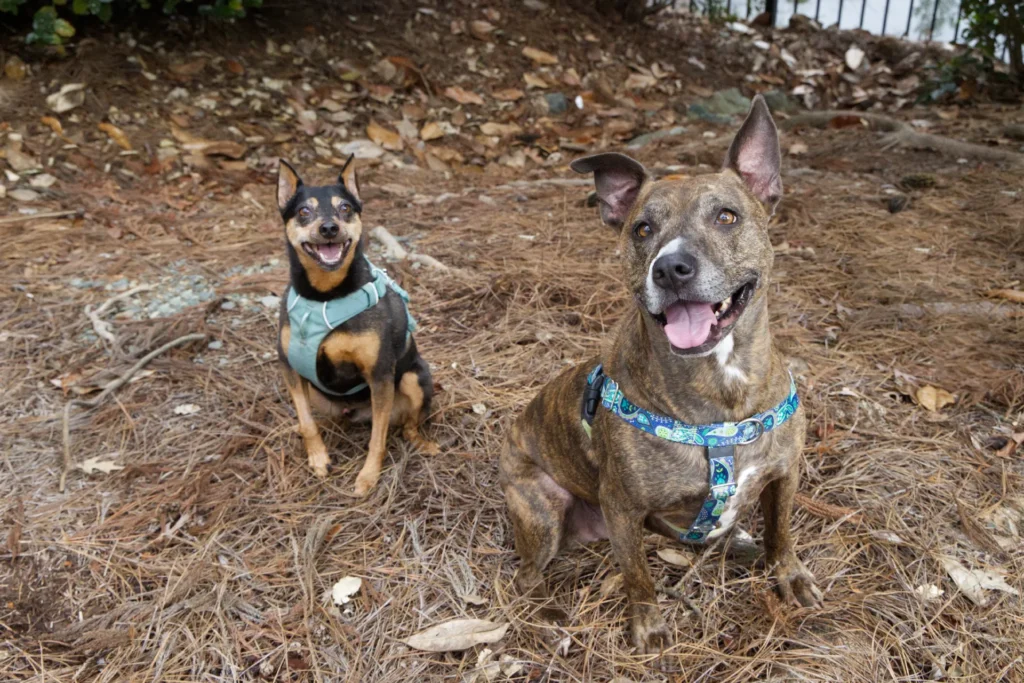 Chapel Hill Veterinary Behavior Services by Meadowmont Animal Hospital