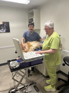 dog ultrasound