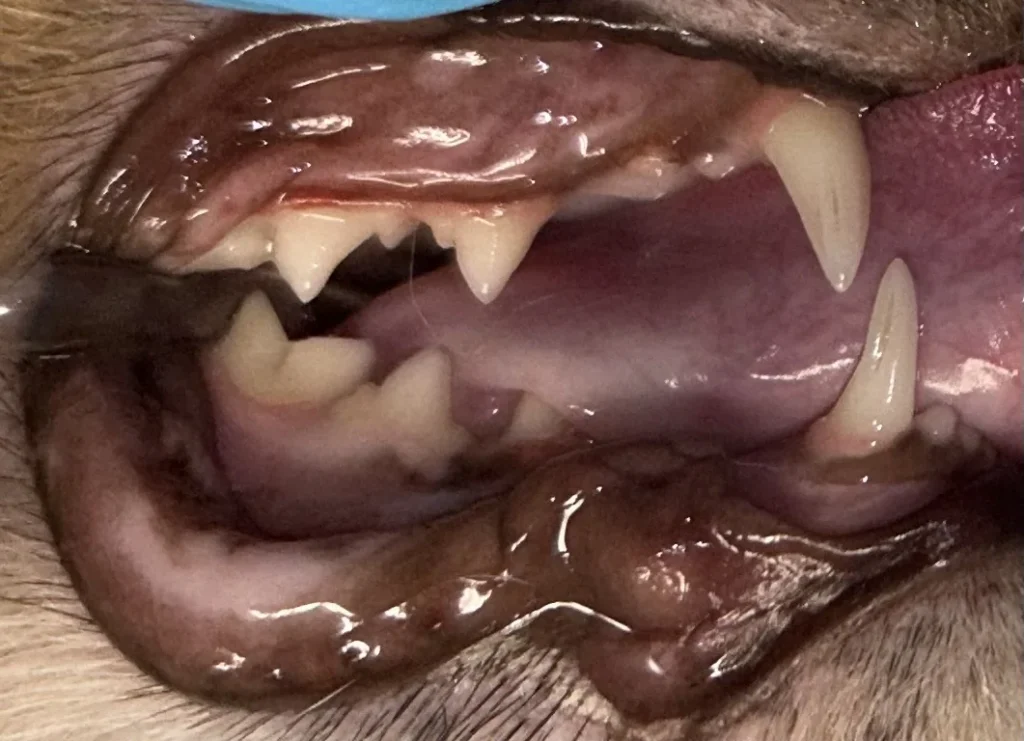 Cat Dental After