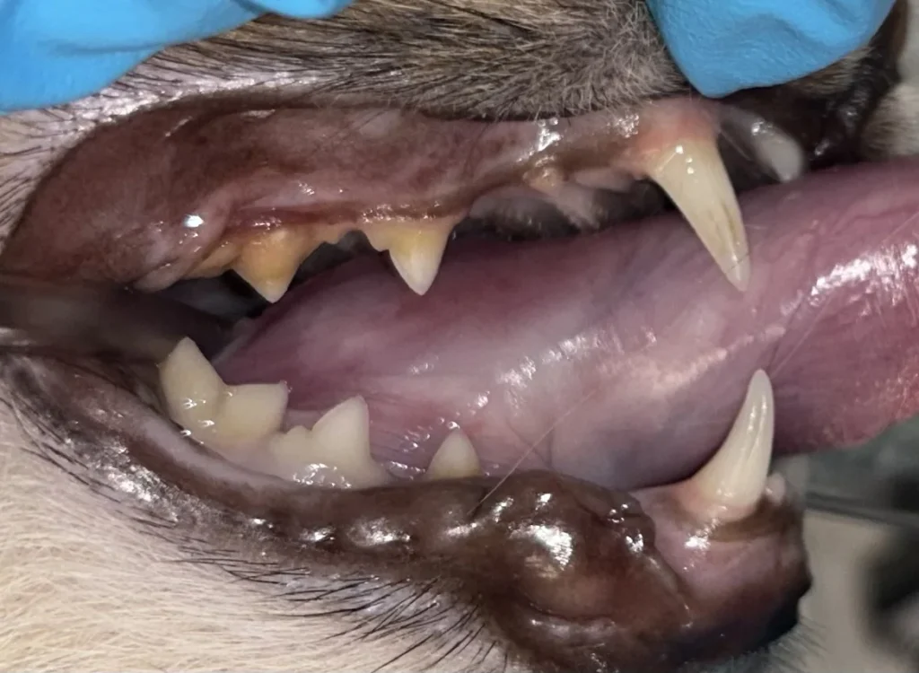 Cat Dental Before